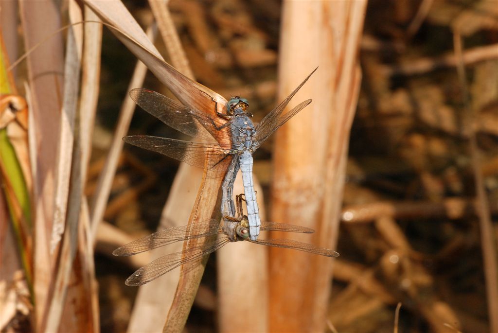 O. coerulescens ?